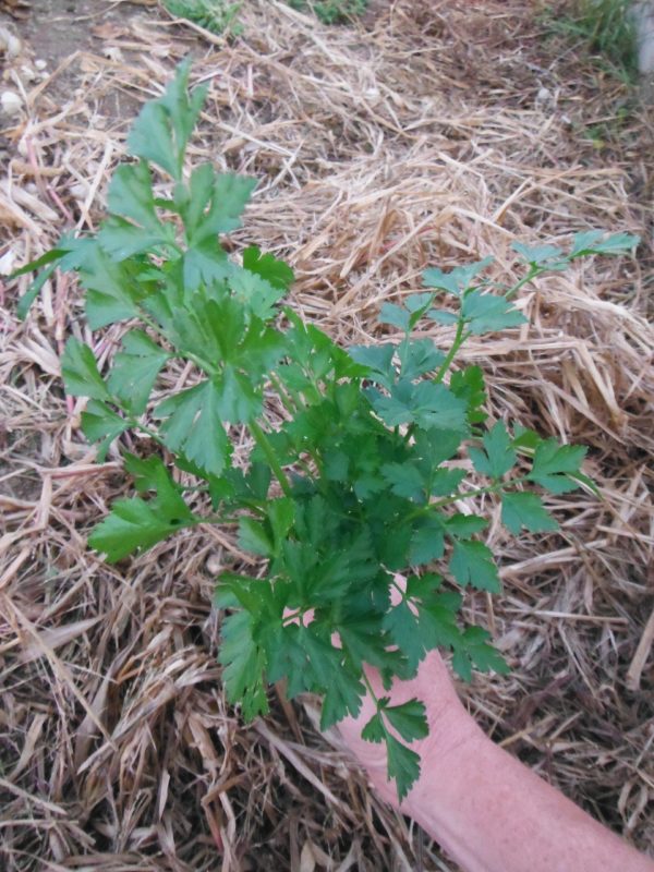 Giant Italian Parsley - Image 2