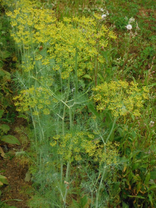 Mammoth Long Island Dill