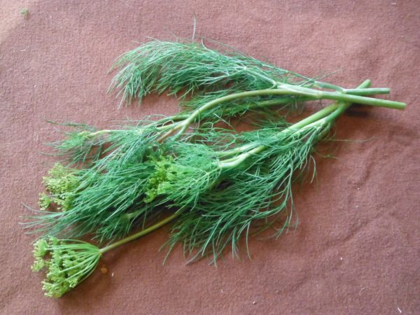 Mammoth Long Island Dill - Image 4