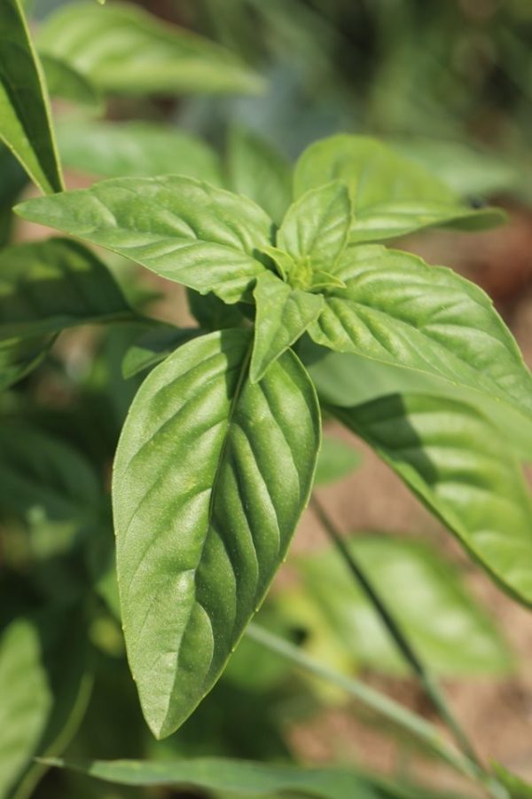 Sweet Basil