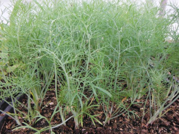 Sweet Fennel Transplants