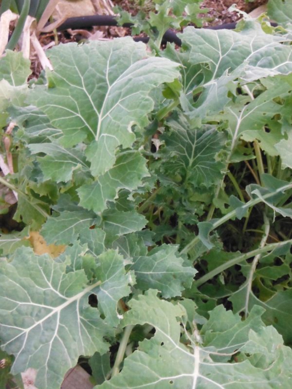 Beedy's Camden Kale - Image 4