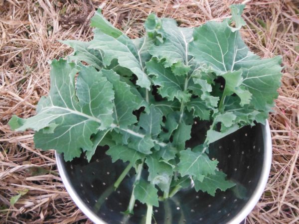 Beedy's Camden Kale - Image 2