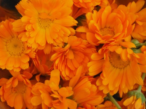 Orange Calendula