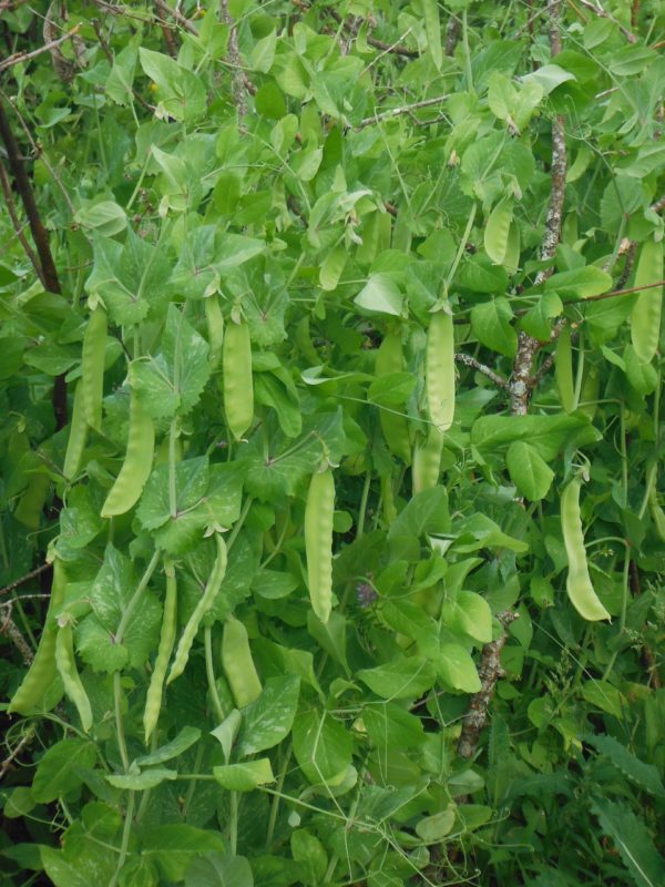 Brazilian Snow Pea - Image 4