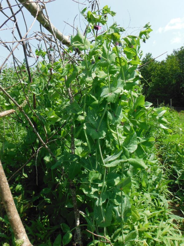 Brazilian Snow Pea - Image 3