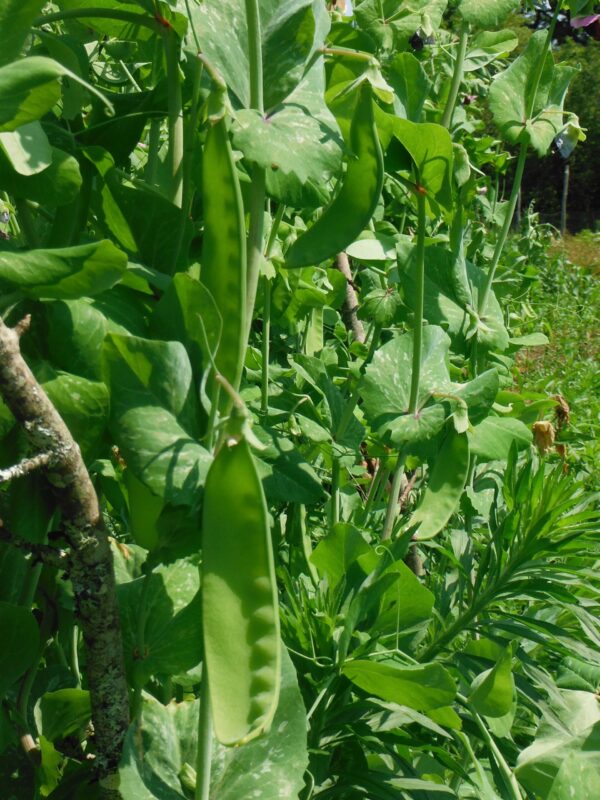 Brazilian Snow Pea