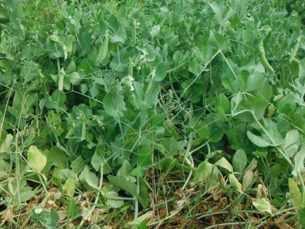 Cascadia Dwarf Sugar Pea - Image 4