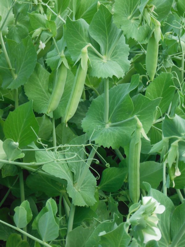 Cascadia Dwarf Sugar Pea - Image 2