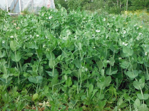 Cascadia Dwarf Sugar Pea - Image 3