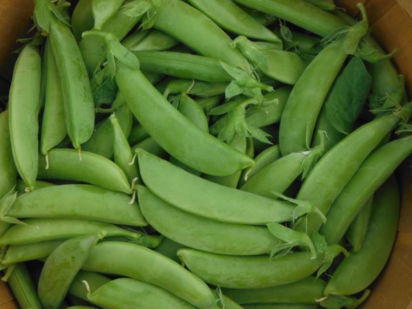 Cascadia Dwarf Sugar Pea - Image 6