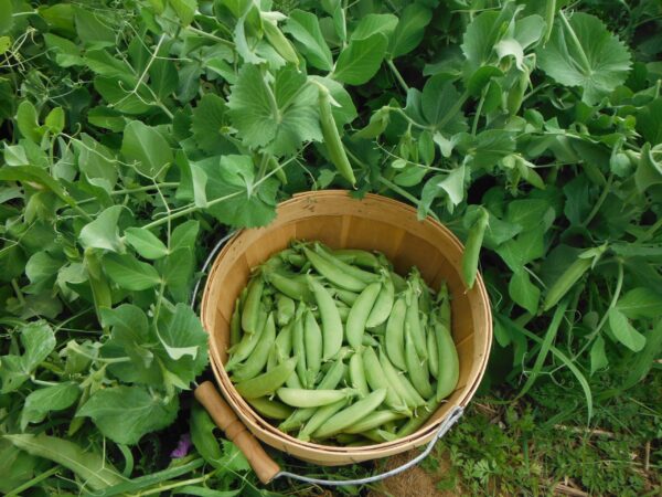 Cascadia Dwarf Sugar Pea