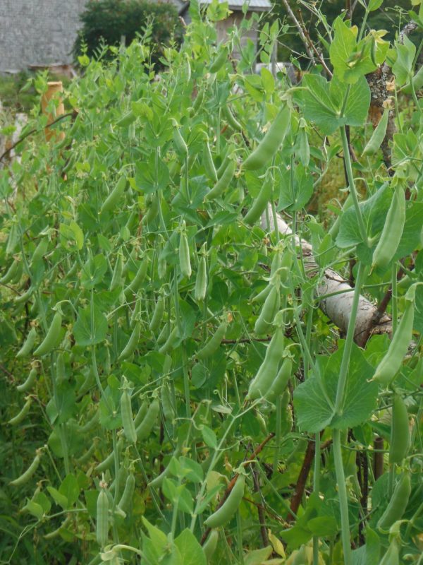 Sugar Snap Pea - Image 2