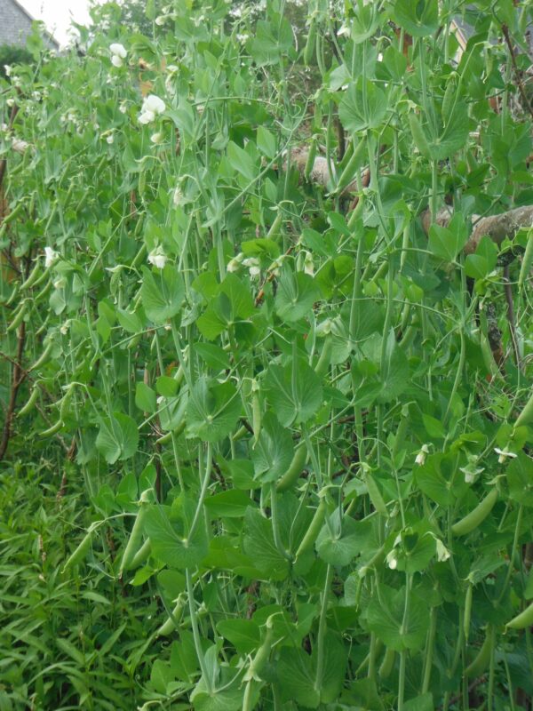 Sugar Snap Pea