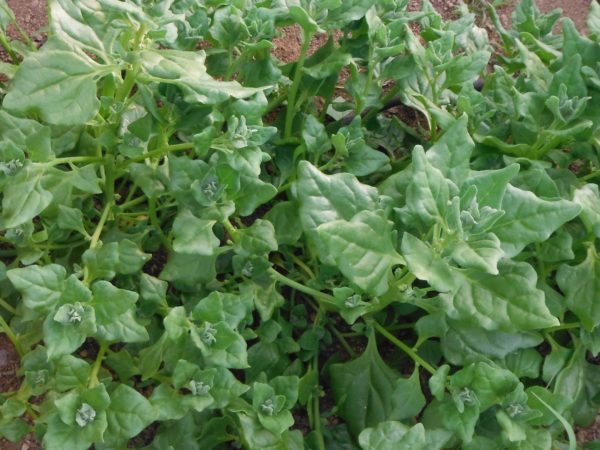 New Zealand Spinach