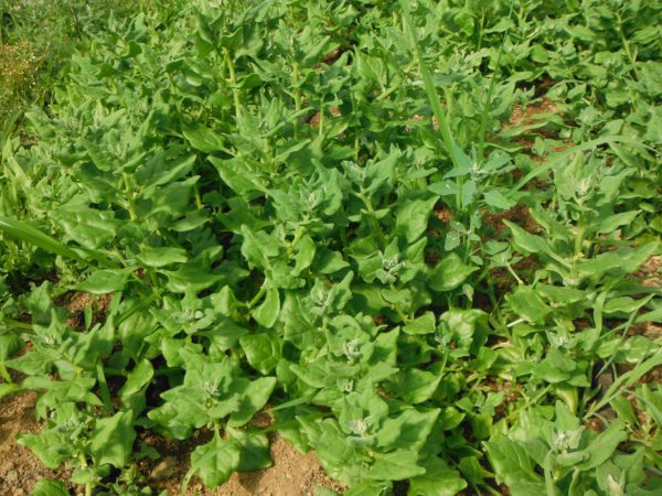 New Zealand Spinach - Image 4