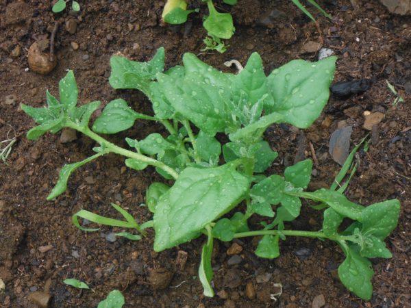 New Zealand Spinach - Image 2