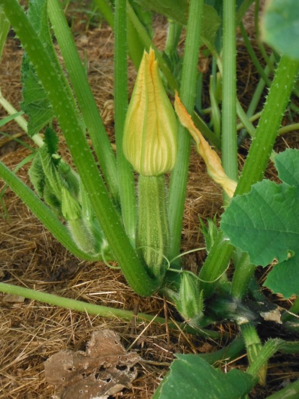 Costata Romanesca Zucchini - Image 3