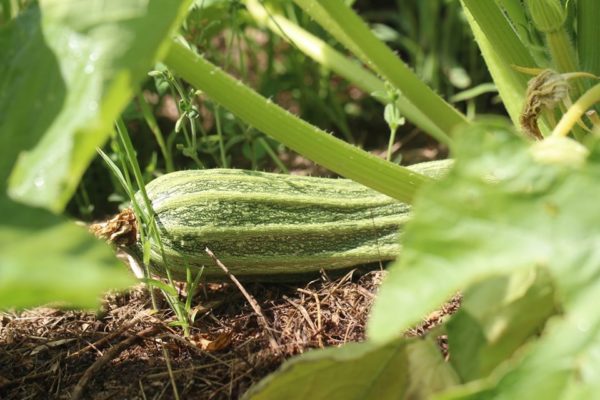 Costata Romanesca Zucchini - Image 2