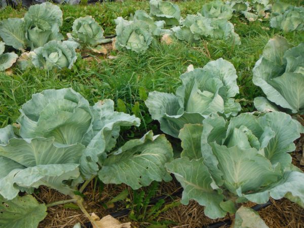 Tancook Island Cabbage - Image 4