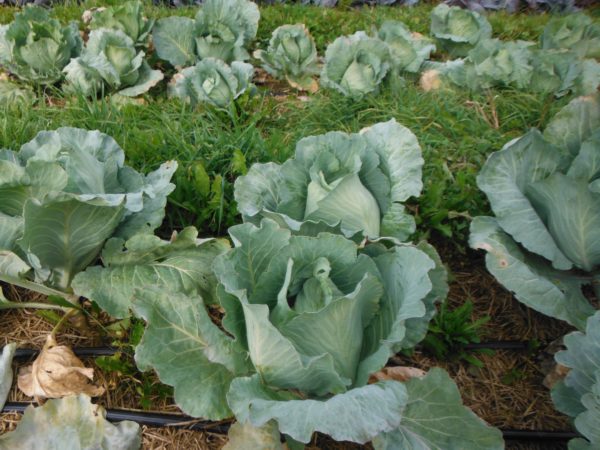 Tancook Island Cabbage - Image 5