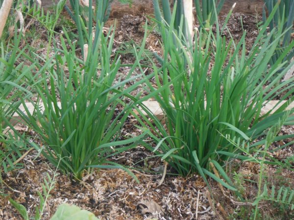 Garlic Chives