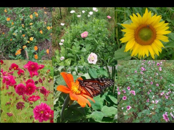 Pollinator Annual Flower Collection