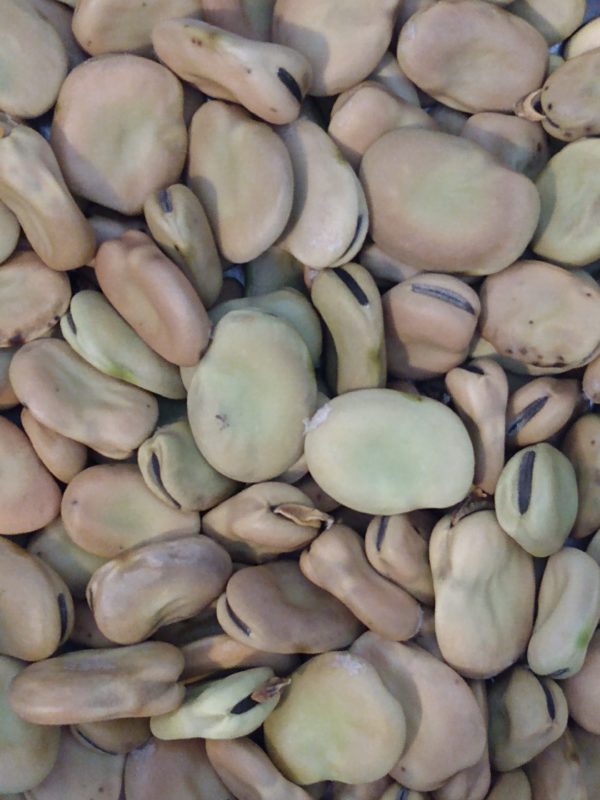 Windsor Fava Bean