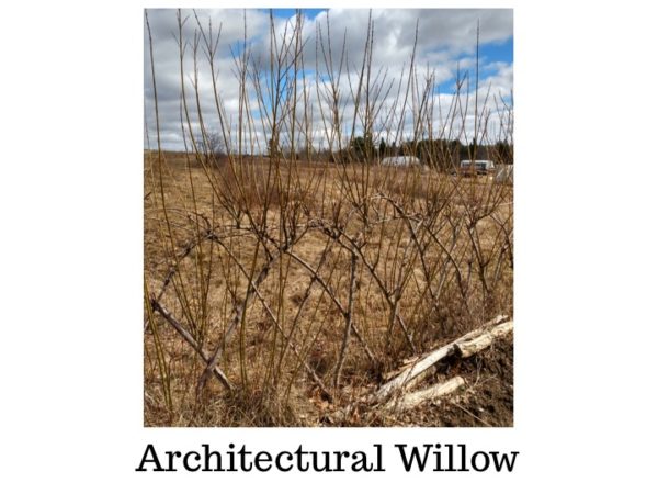 Architectural Willow Bundle of 10 Whips