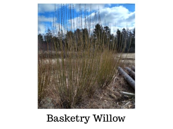 Basketry Willow Bundle of 10 Whips