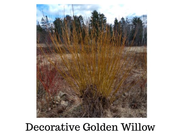 Golden Willow Bundle of 10 Whips