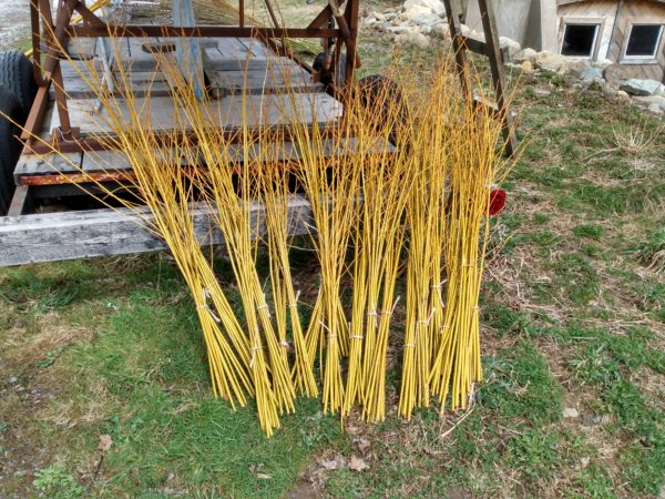 Golden Willow Bundle of 10 Whips - Image 2