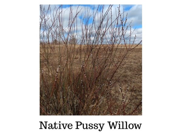 Pussy Willow Bundle of 10 Whips