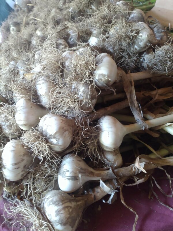 German Extra Hardy Seed Garlic