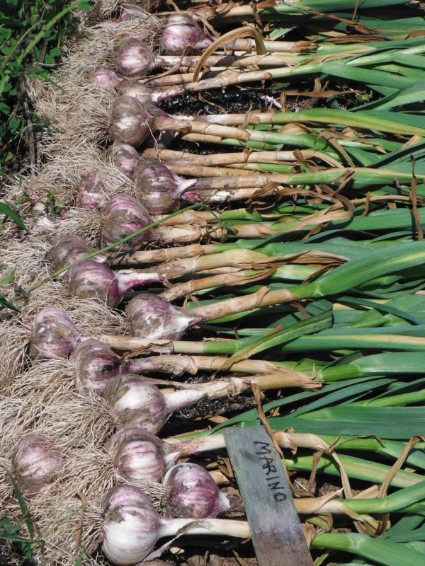 Marino Seed Garlic