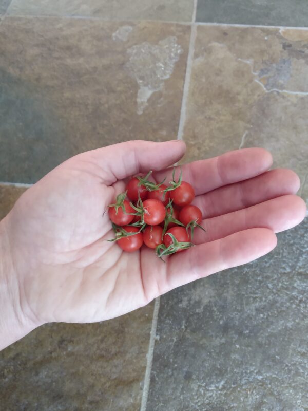 Chiapas Wild Tomato