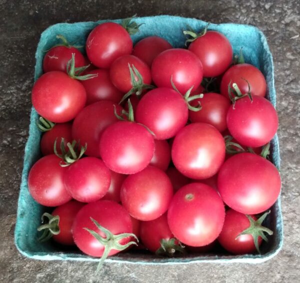 Sweet Tumbler Cherry Tomato