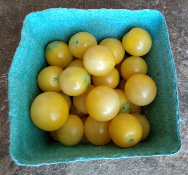 White Cherry Tomato