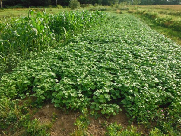 Common Buckwheat - Image 2