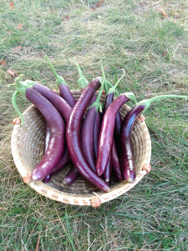 Asian Long Eggplant