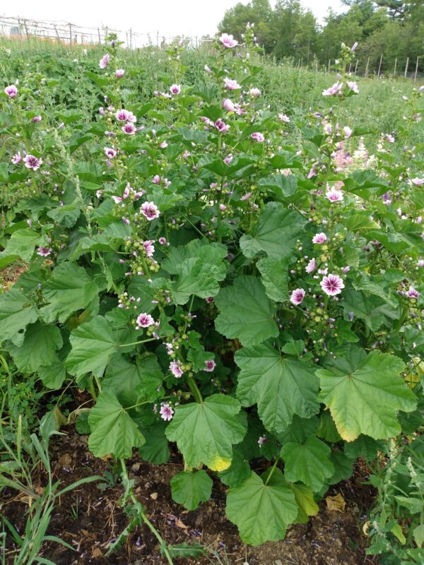 French Mallow - Image 3