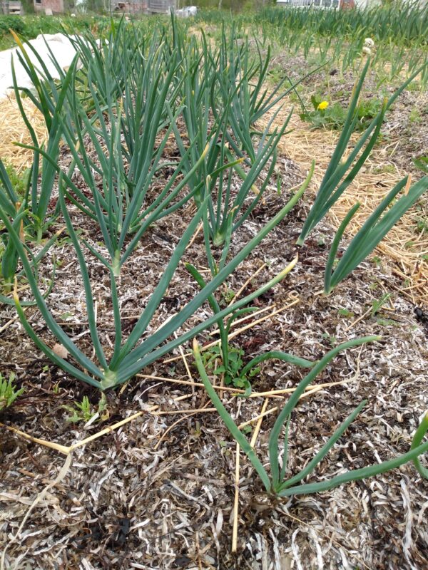 French Shallot - Image 2