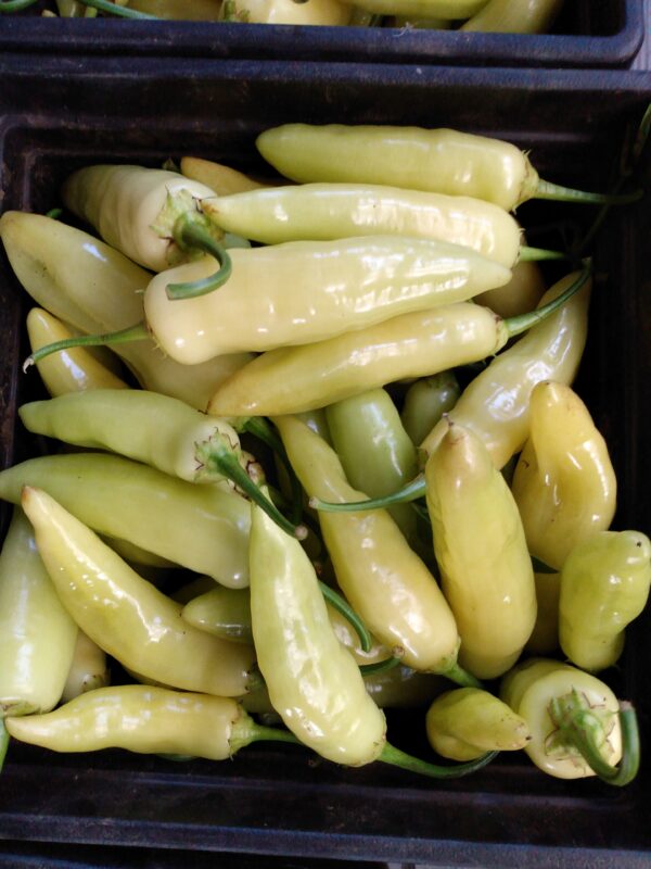 Aji Crystal Hot Pepper - Image 6