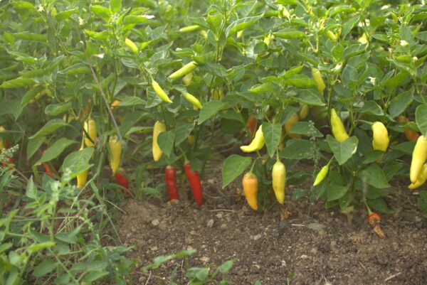 Aji Crystal Hot Pepper - Image 4