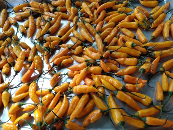 Criolla Sella Hot Pepper - Image 3