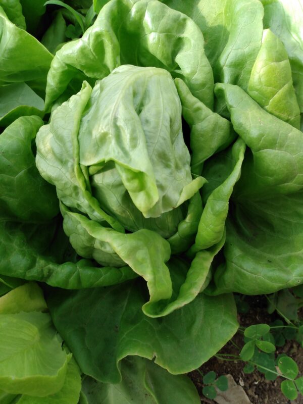 Butter King Lettuce - Image 6