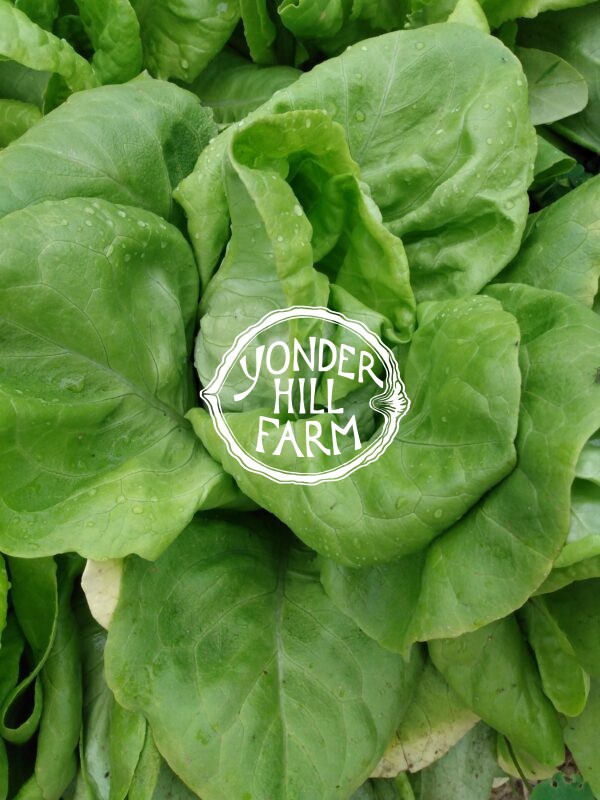 Butter King Lettuce