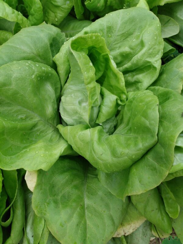 Butter King Lettuce