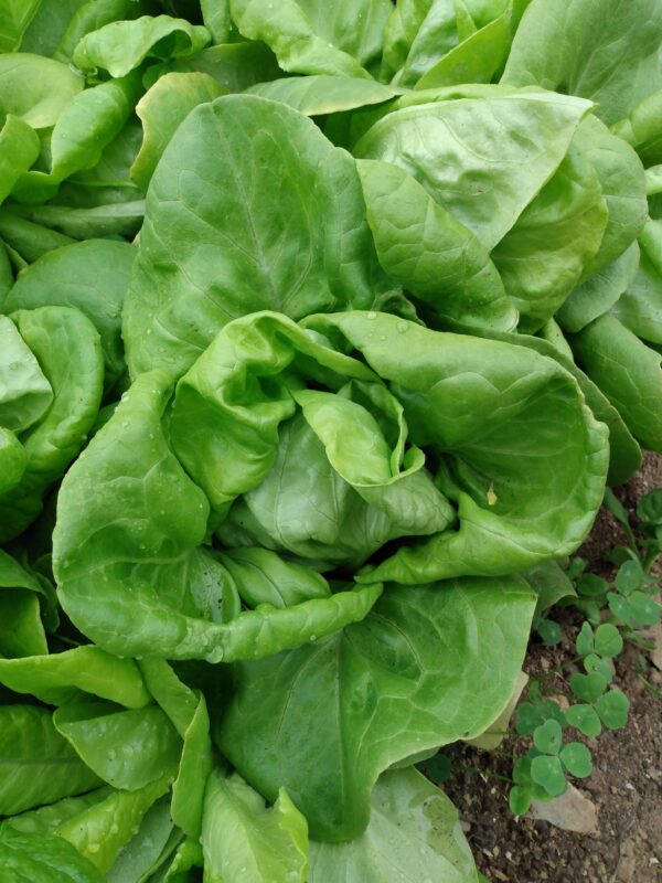 Butter King Lettuce - Image 4