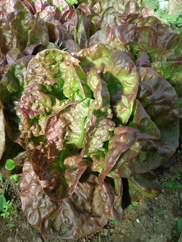 Marvel of Four Seasons Lettuce - Image 5